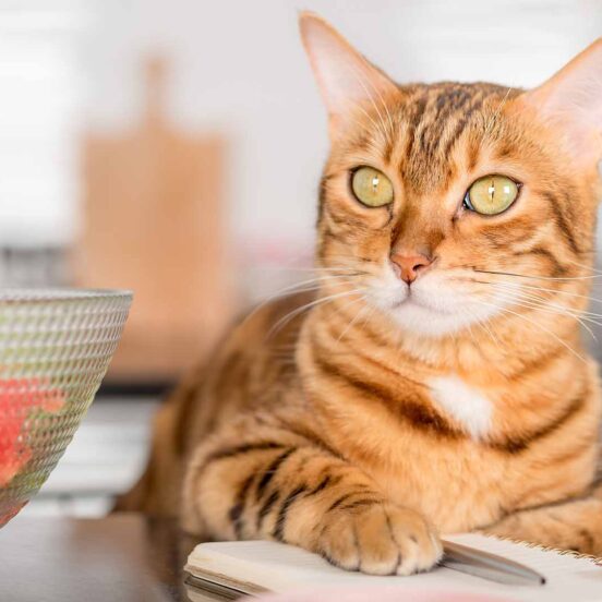 fegato-del-gatto