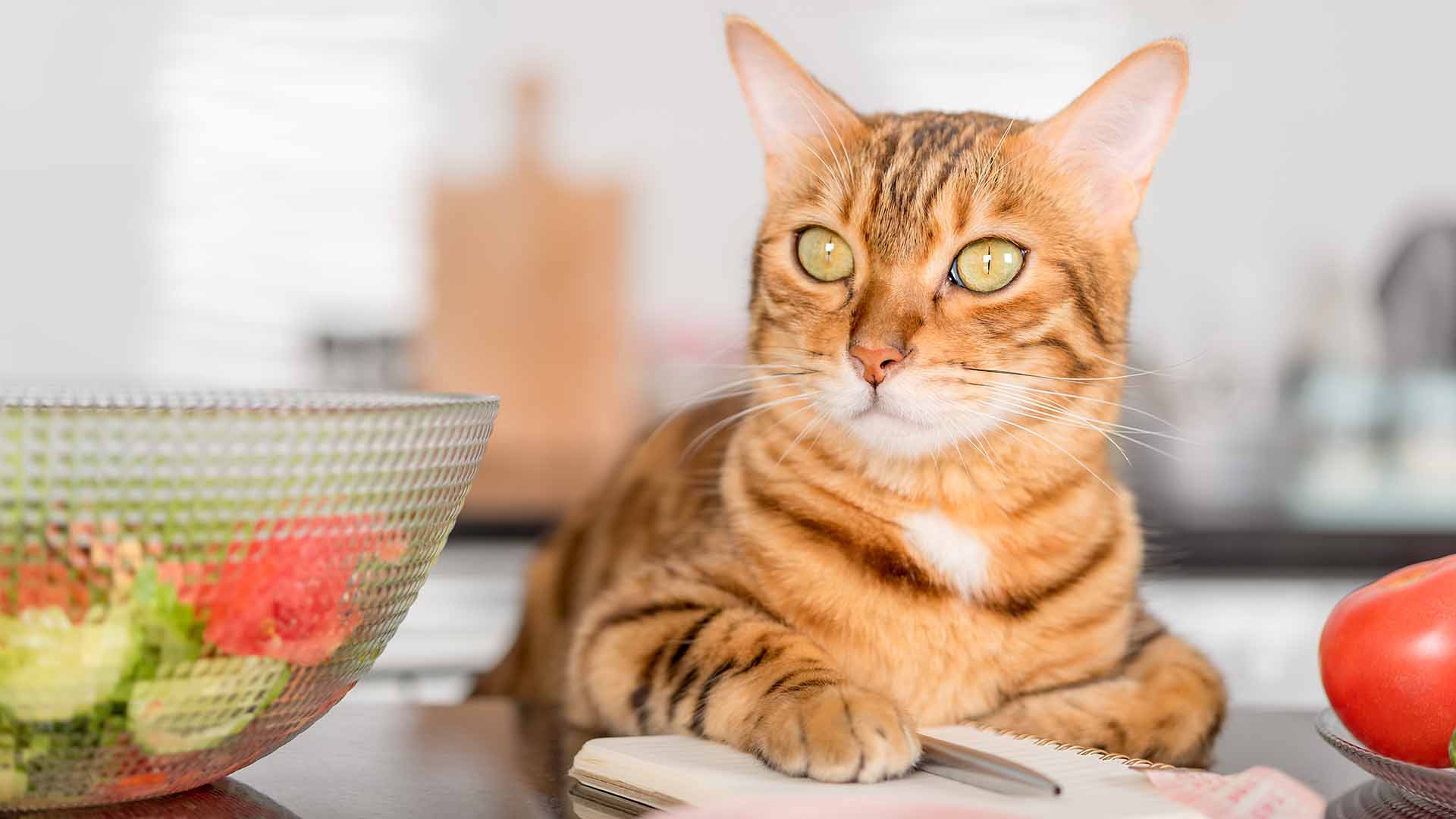 fegato-del-gatto