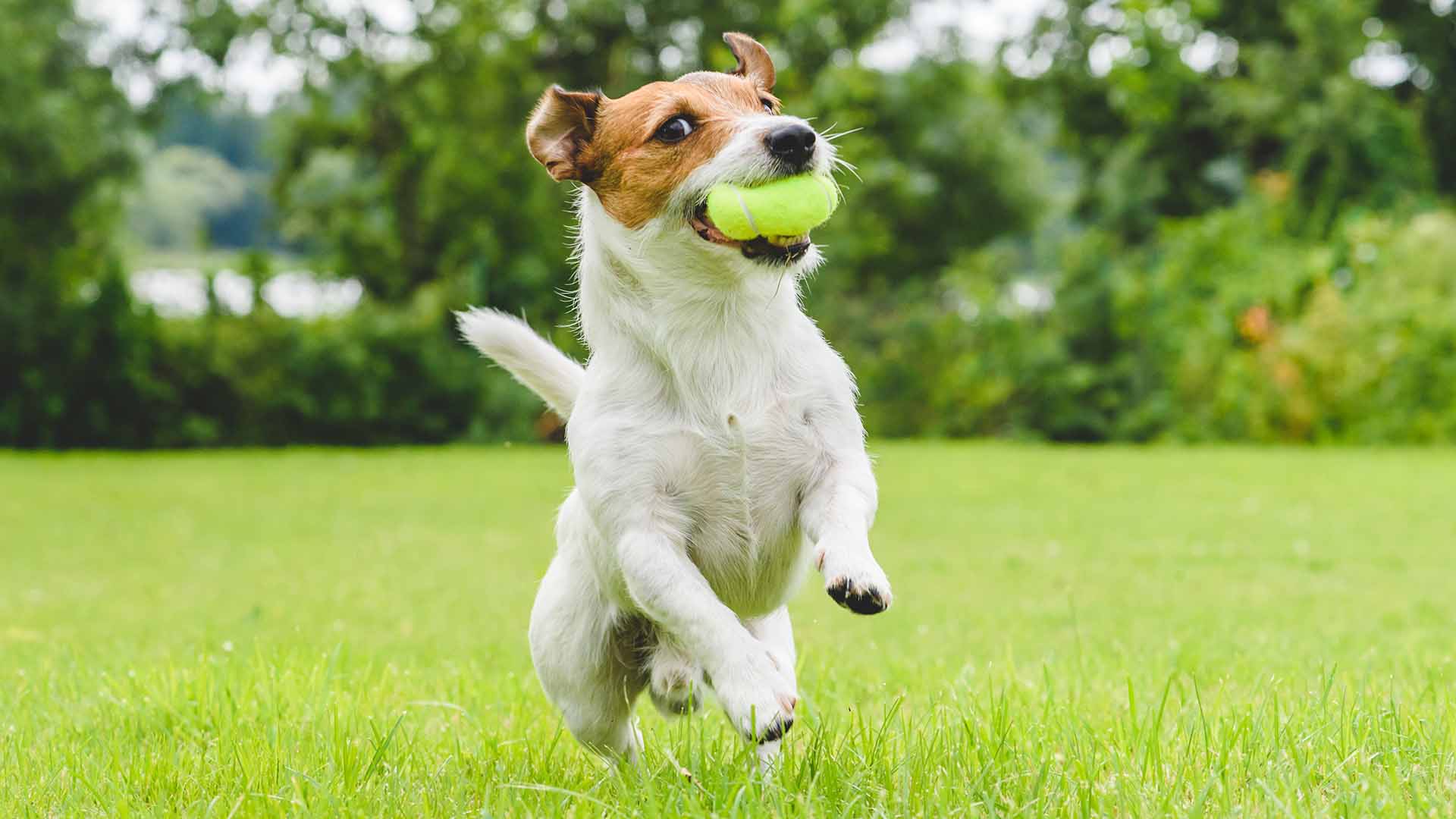 cane non riesce a saltare