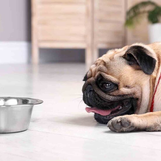 problemi neurologici cane