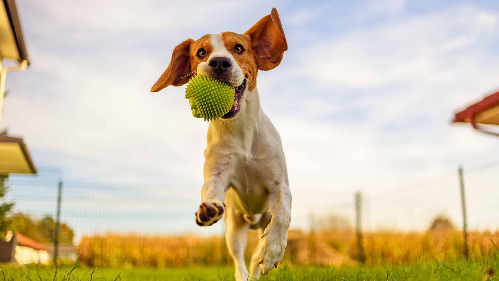 cane dolori articolari