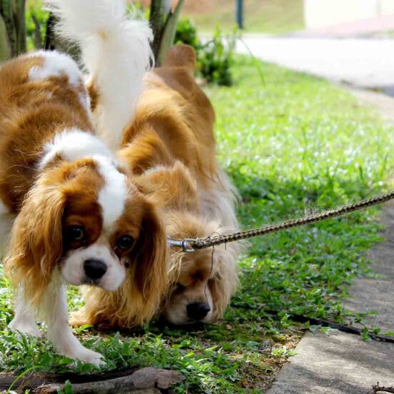 cane fa pipì spesso