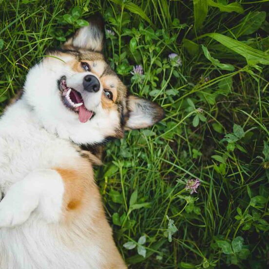 rimedio naturale per pulci e zecche