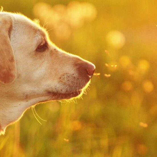 animali punture insetti