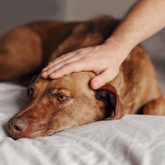invecchiamento neurologico del cane