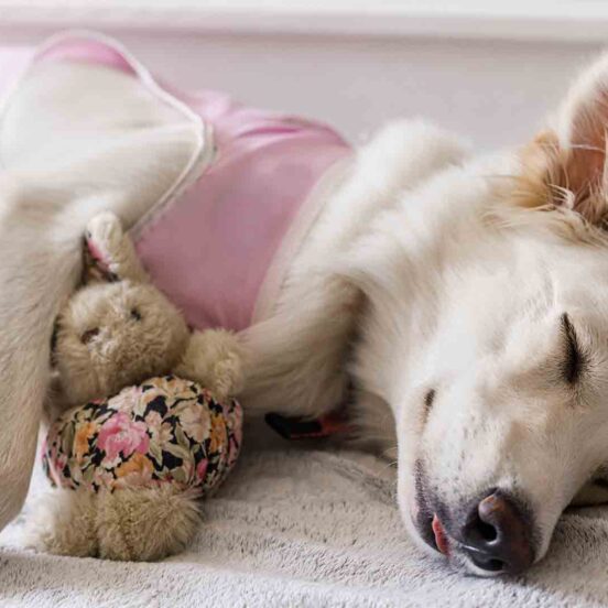 body post operatorio animali