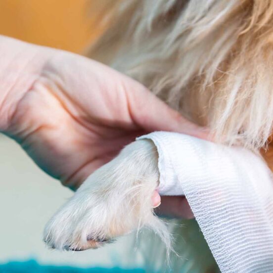 cicatrizzazione ferite animali