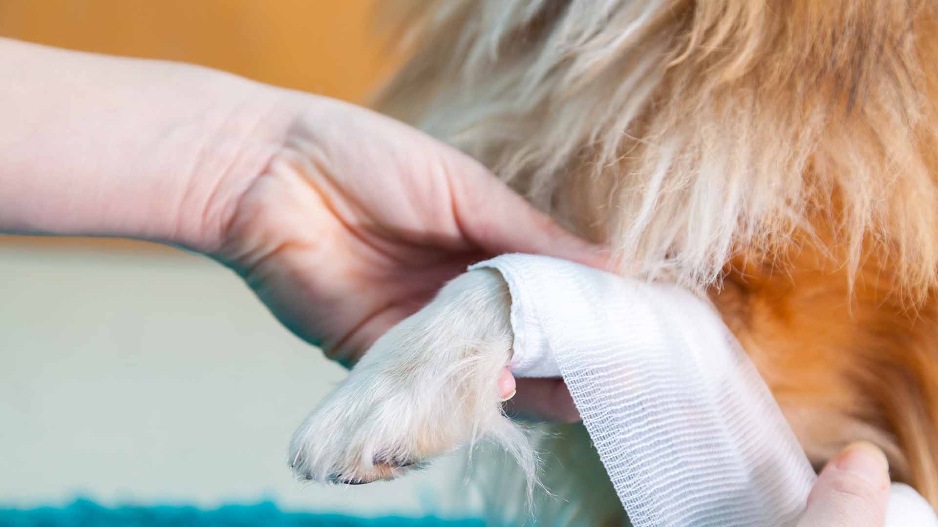 cicatrizzazione ferite animali