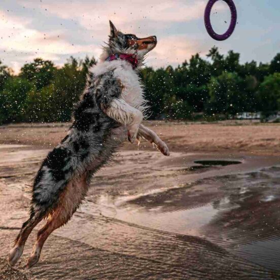 Problemi alle articolazioni del cane