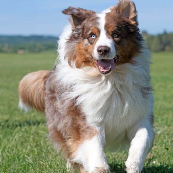 cane-in-sovrappeso-articolazioni