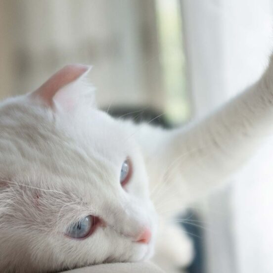 sintomi-insufficienza-epatica-gatto