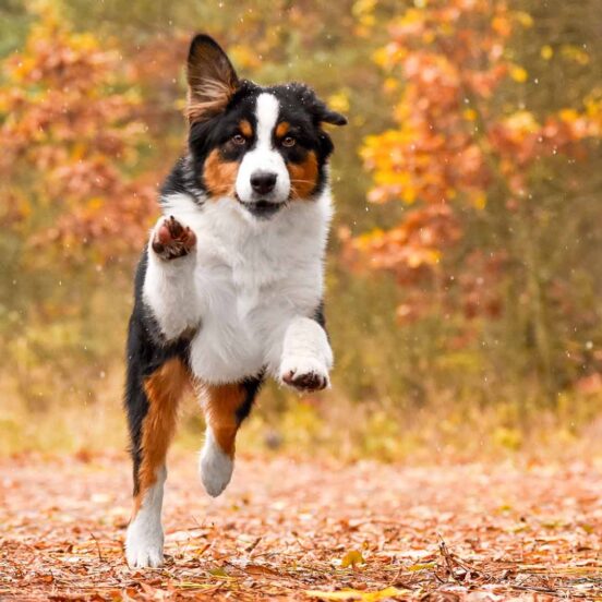 Artrosi nei cani_ trattamento con ingredienti naturali