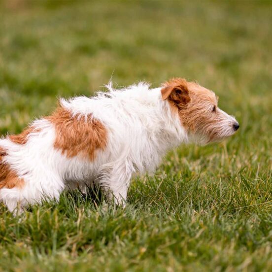 Cistite del cane_ come prevenirla e contrastarla