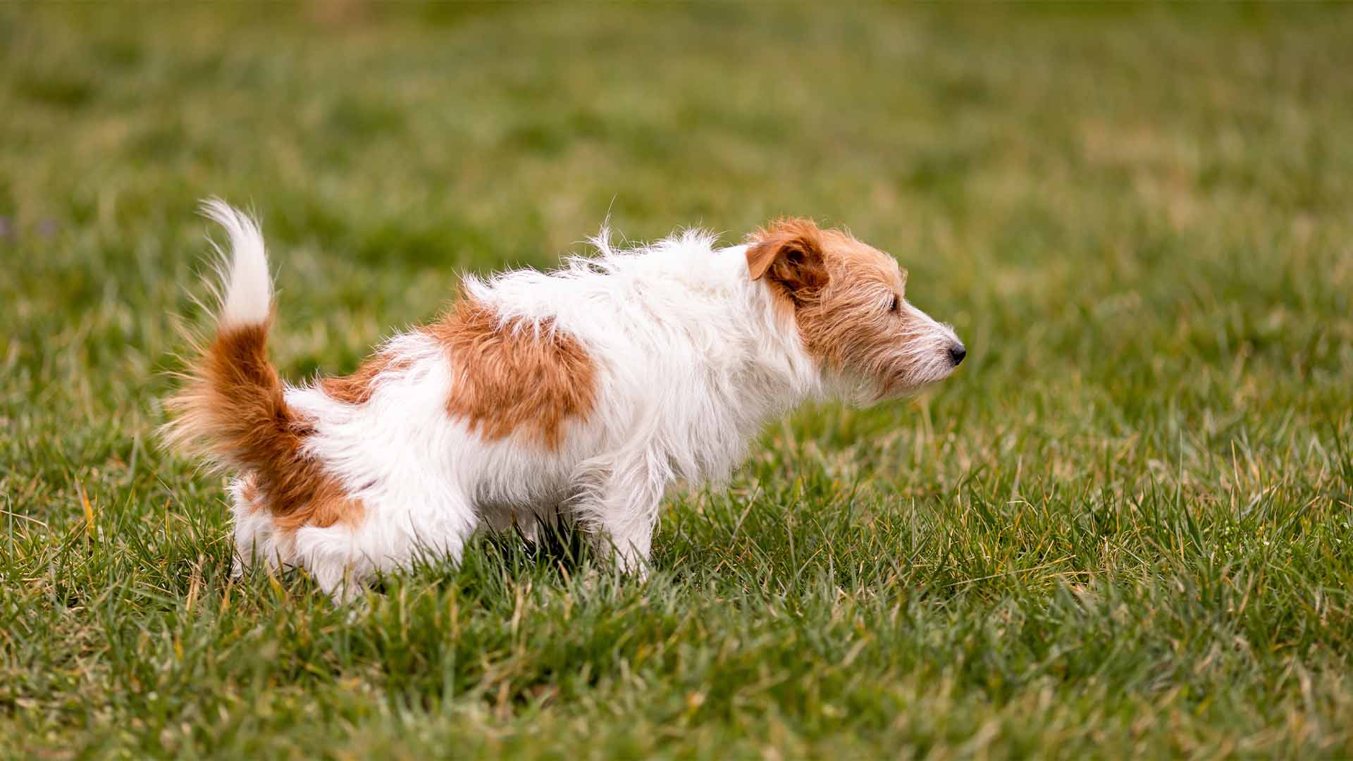Cistite del cane_ come prevenirla e contrastarla