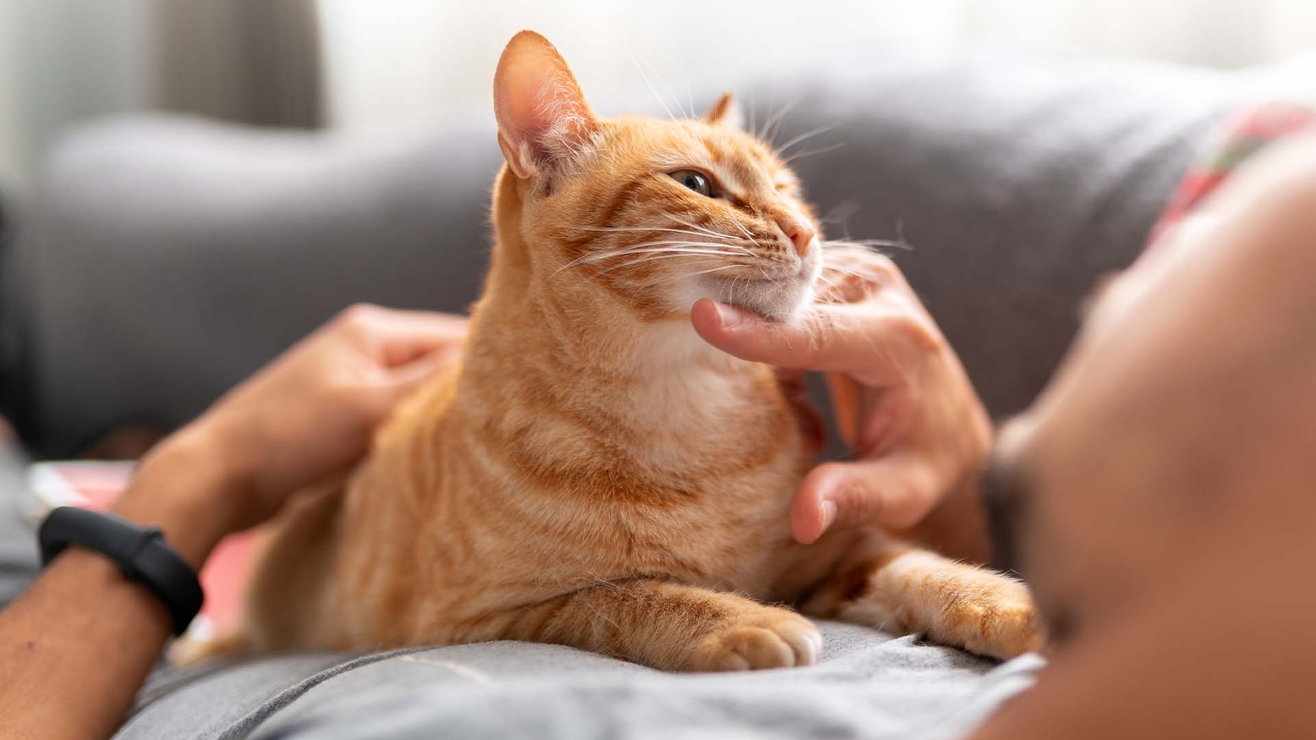 Come gestire i problemi della pelle del gatto