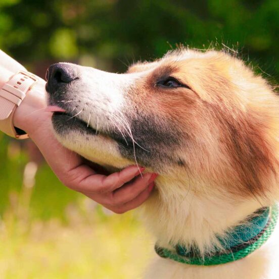 Come trattare le infezioni urinarie del cane senza farmaci