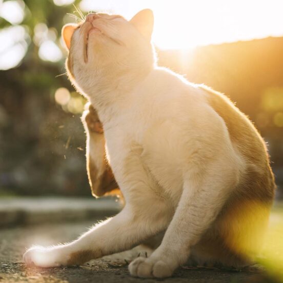 Dermatite gatto_ come posso aiutarlo_