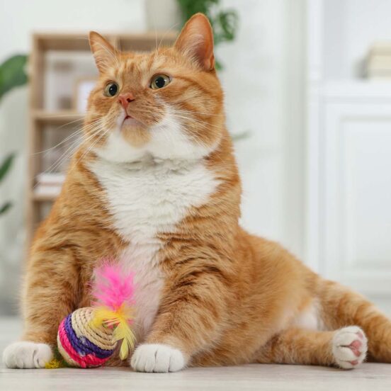 Epatopatie del gatto_ aiutalo con un integratore specifico