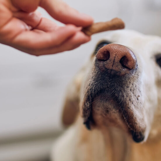 aiutare la digestione del cane