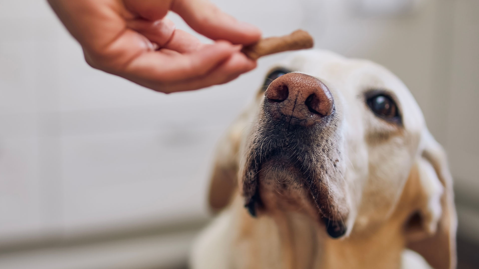 aiutare la digestione del cane