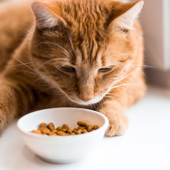 gatto sterilizzato rischio obesità