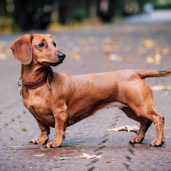 Cane stitico_ come fare_