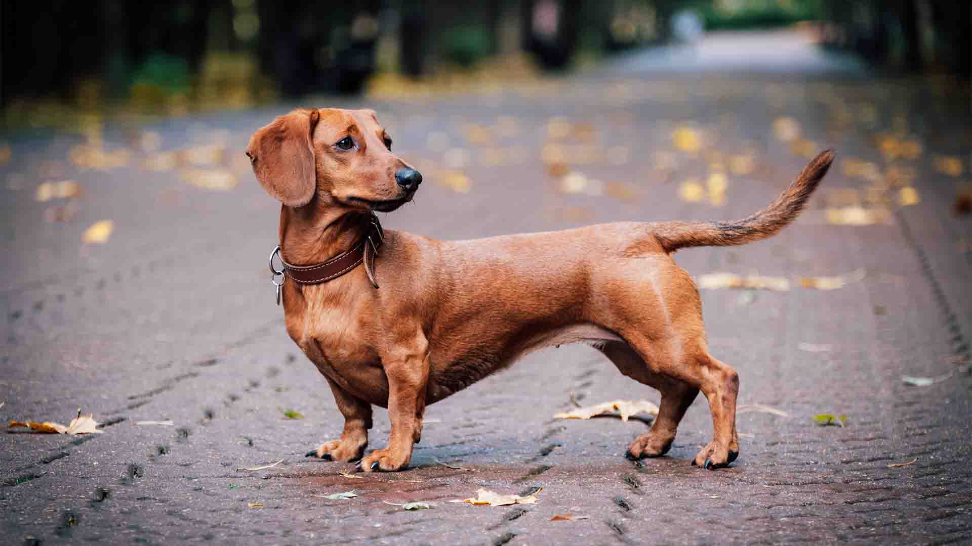 Cane stitico_ come fare_
