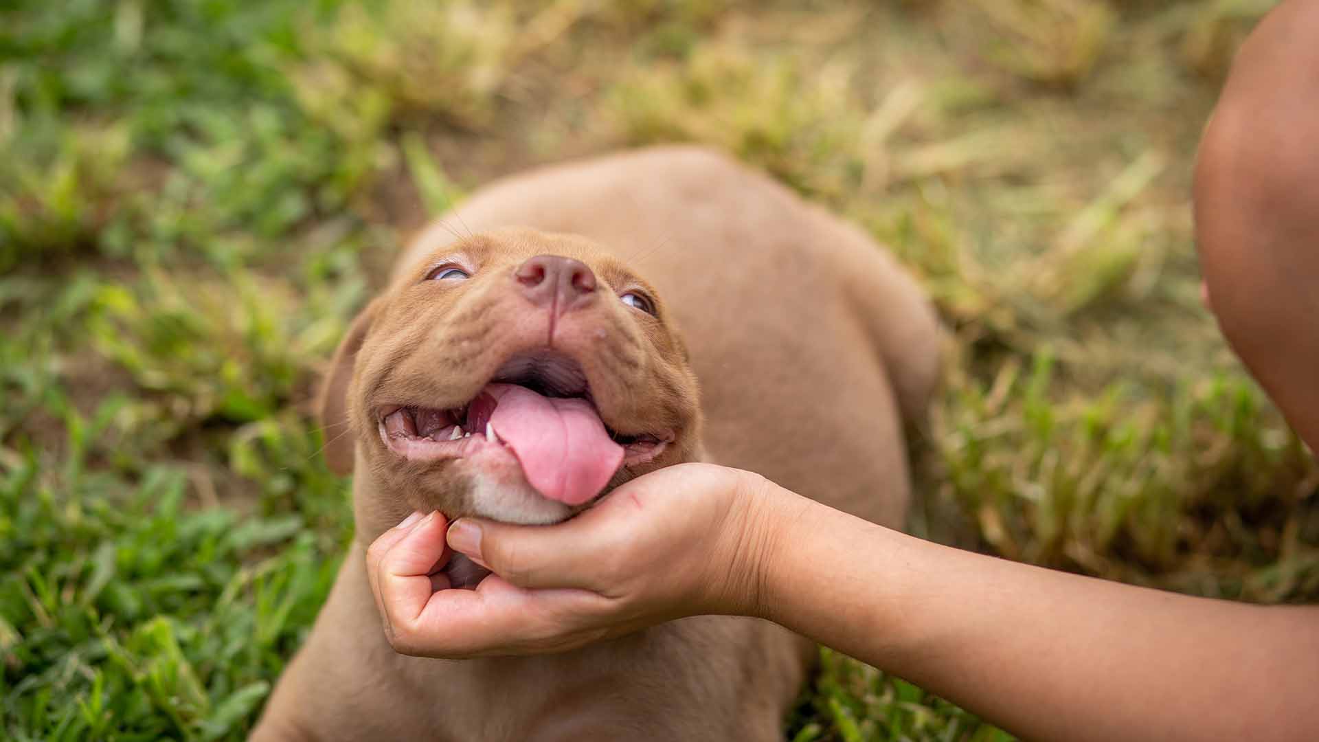 Cosa posso fare per il mio cane in sovrappeso_