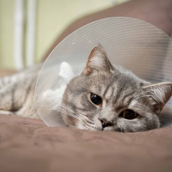 L'alternativa al collare elisabettiano per il gatto