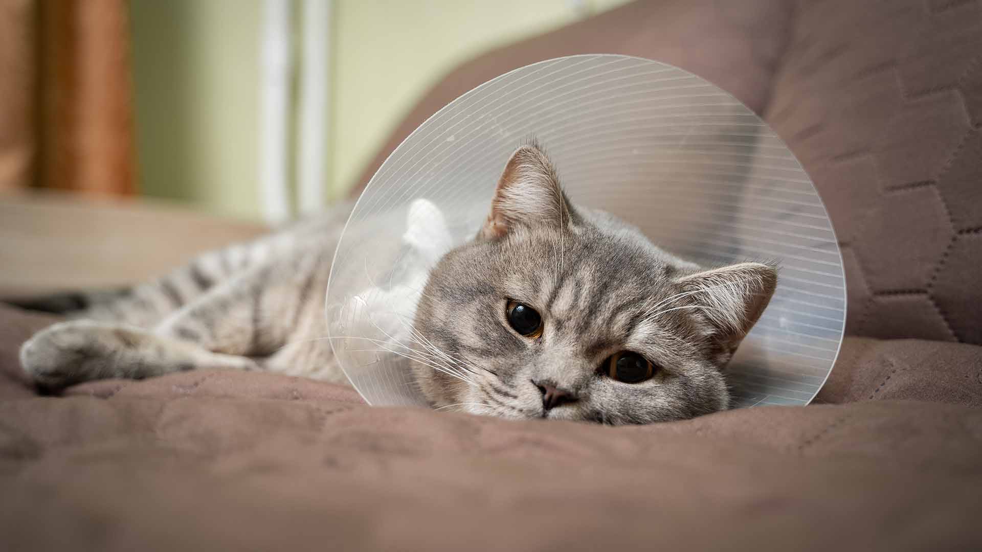 L'alternativa al collare elisabettiano per il gatto
