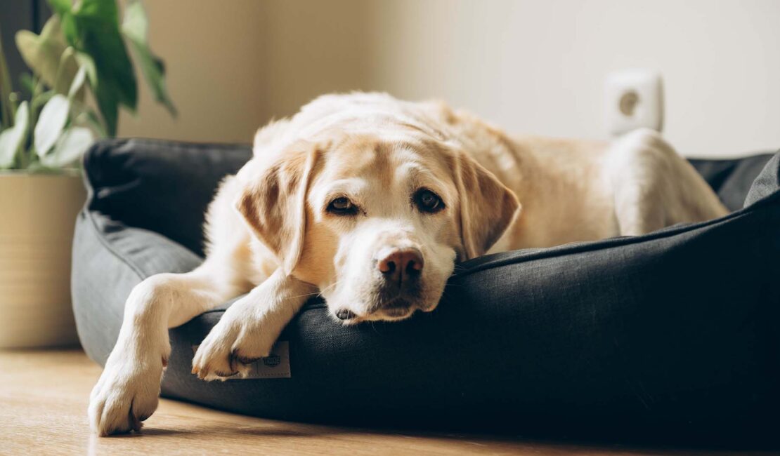 Letargia nel cane_ la causa è l'invecchiamento?