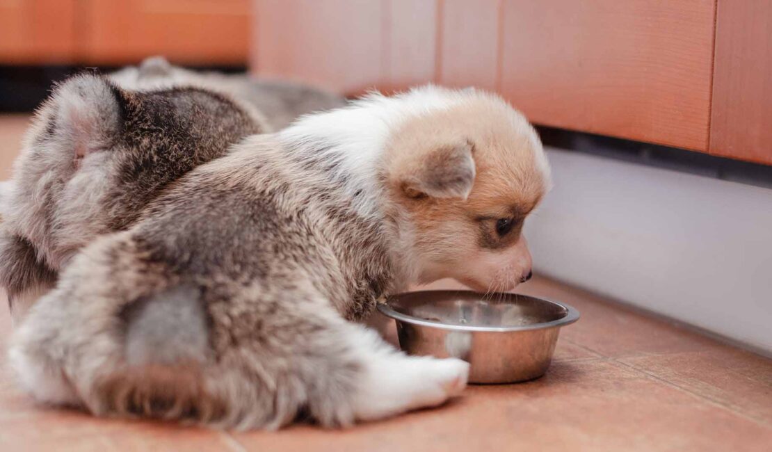 Quali sono le migliori crocchette per i cuccioli di cane