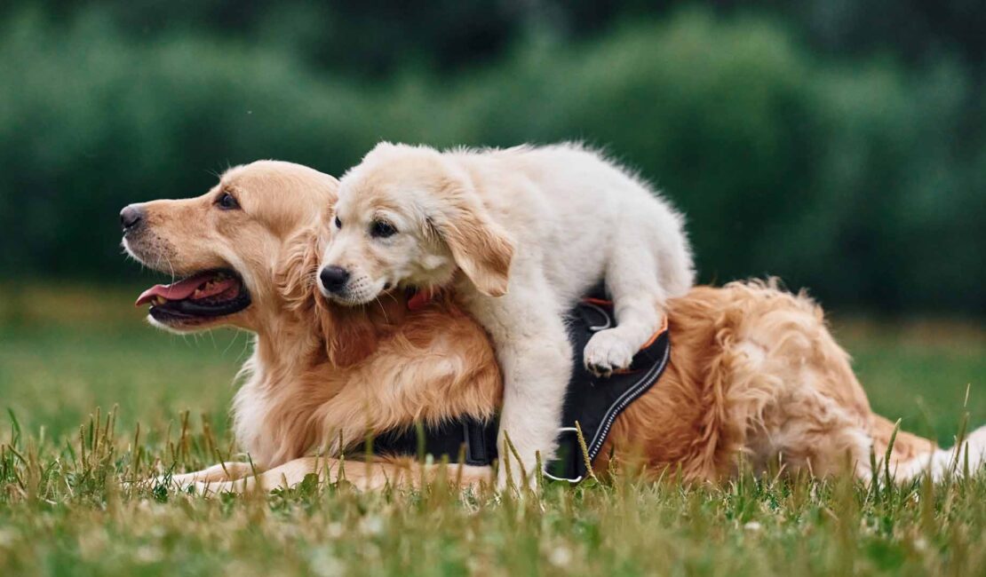 Sviluppo delle articolazioni del cane, come aiutarlo