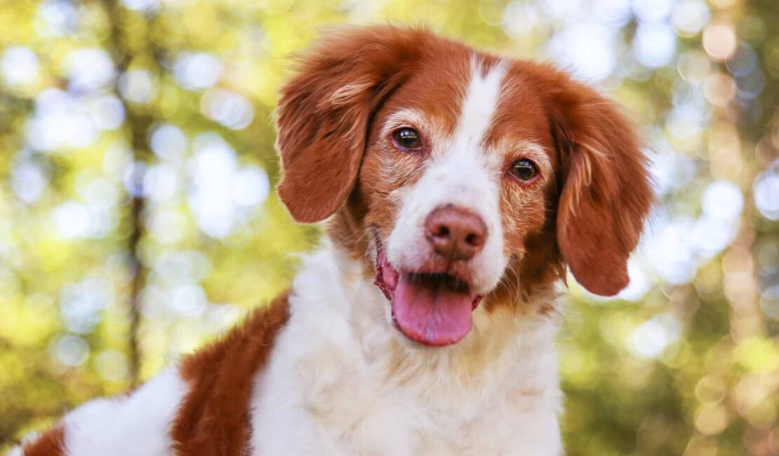 Cane in terapia cronica_ prenditi cura del suo fegato