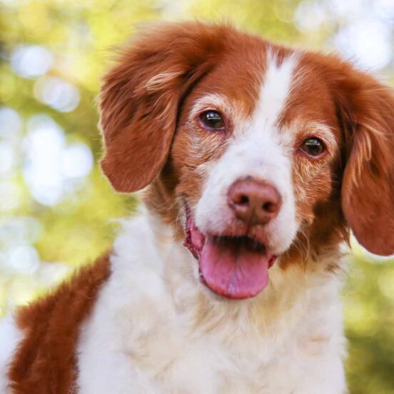 Cane in terapia cronica_ prenditi cura del suo fegato