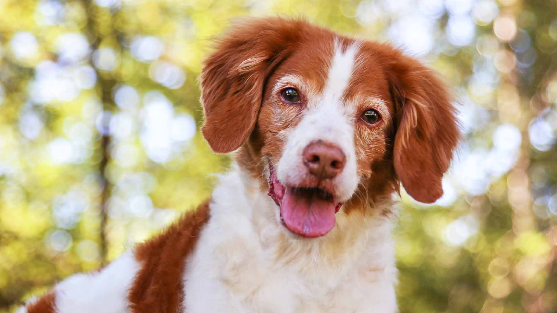 Cane in terapia cronica_ prenditi cura del suo fegato