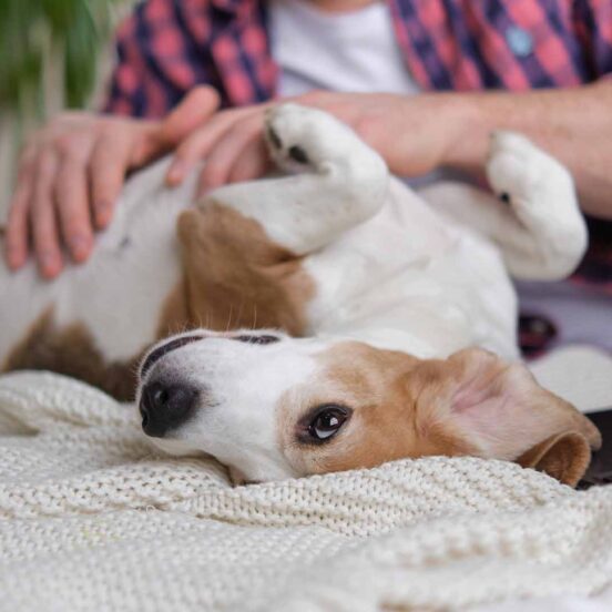 Cute arrossata del cane_ un rimedio efficace