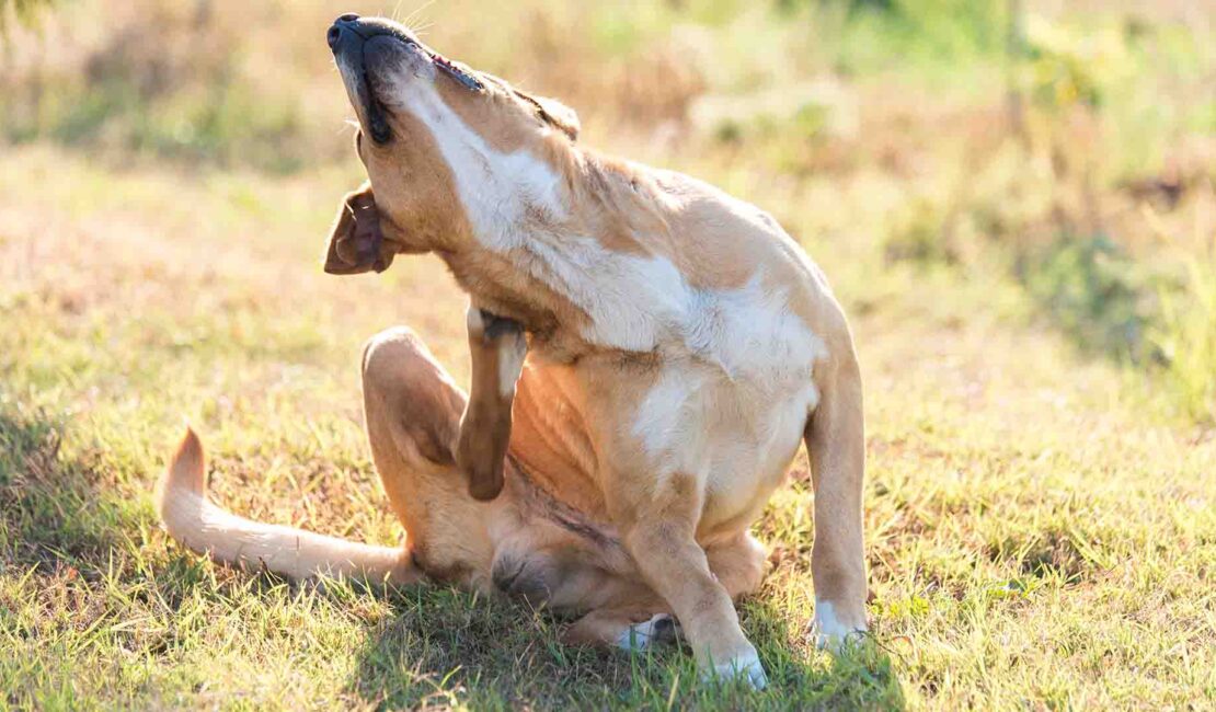 Le crocchette risolvono il prurito e le crosticine sulla cute del cane_
