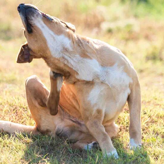 Le crocchette risolvono il prurito e le crosticine sulla cute del cane_