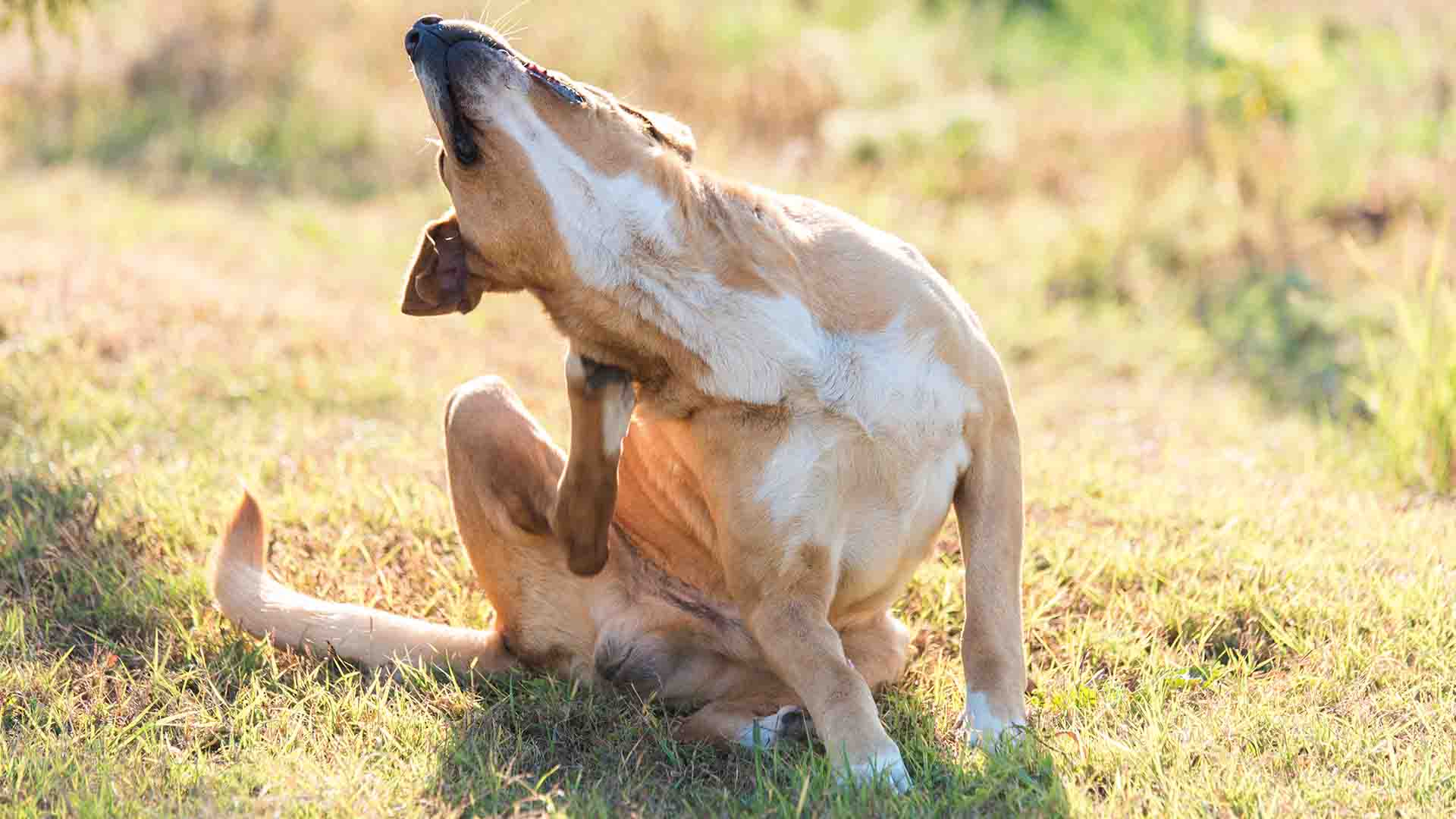 Le crocchette risolvono il prurito e le crosticine sulla cute del cane_