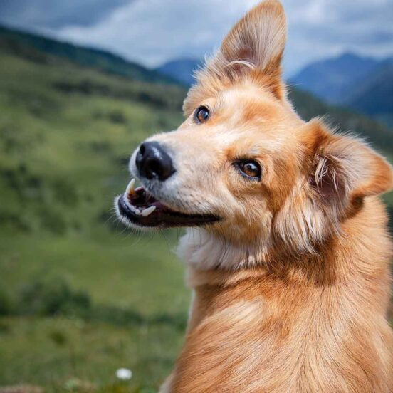 Come tenere pulita e idratata la cute del cane_