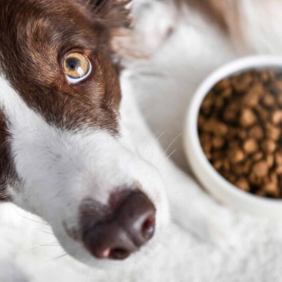 Crocchette idrolizzate_ cosa sono e quali sono i vantaggi_