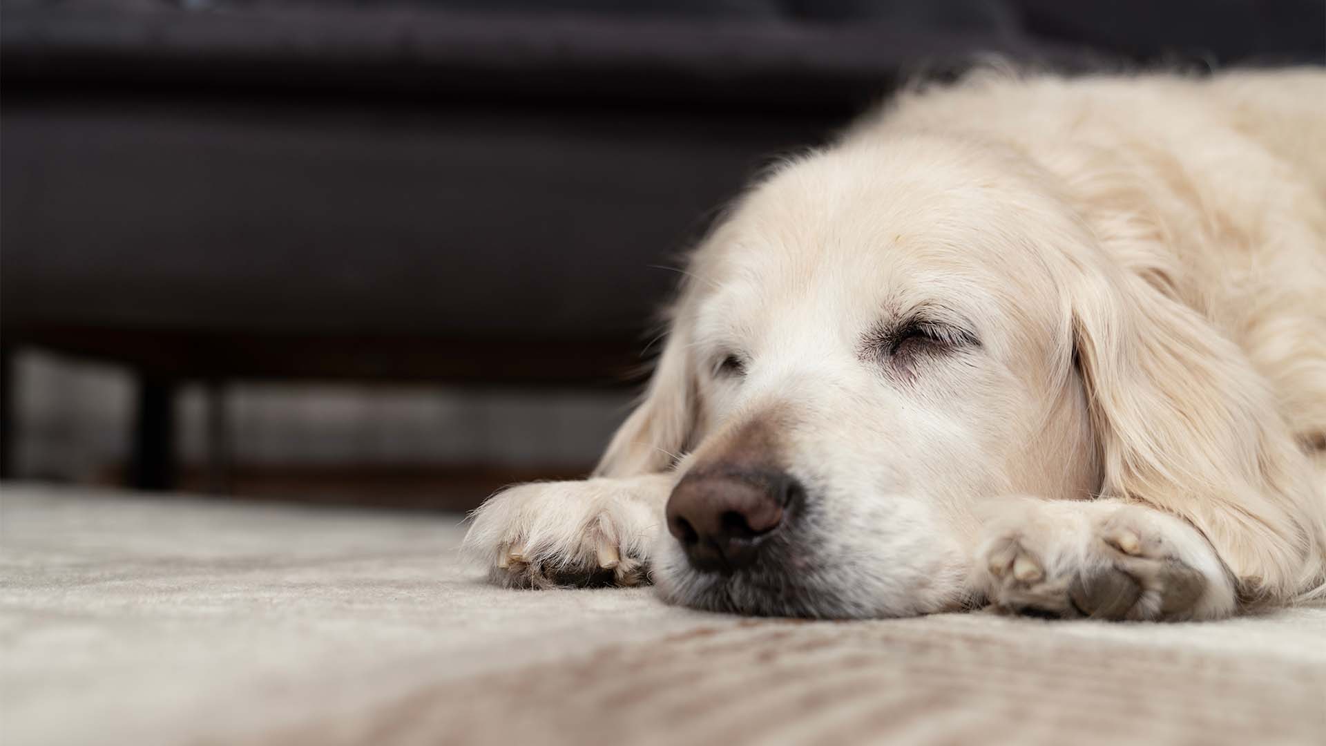Il mio cane ha mal di pancia cosa posso dargli