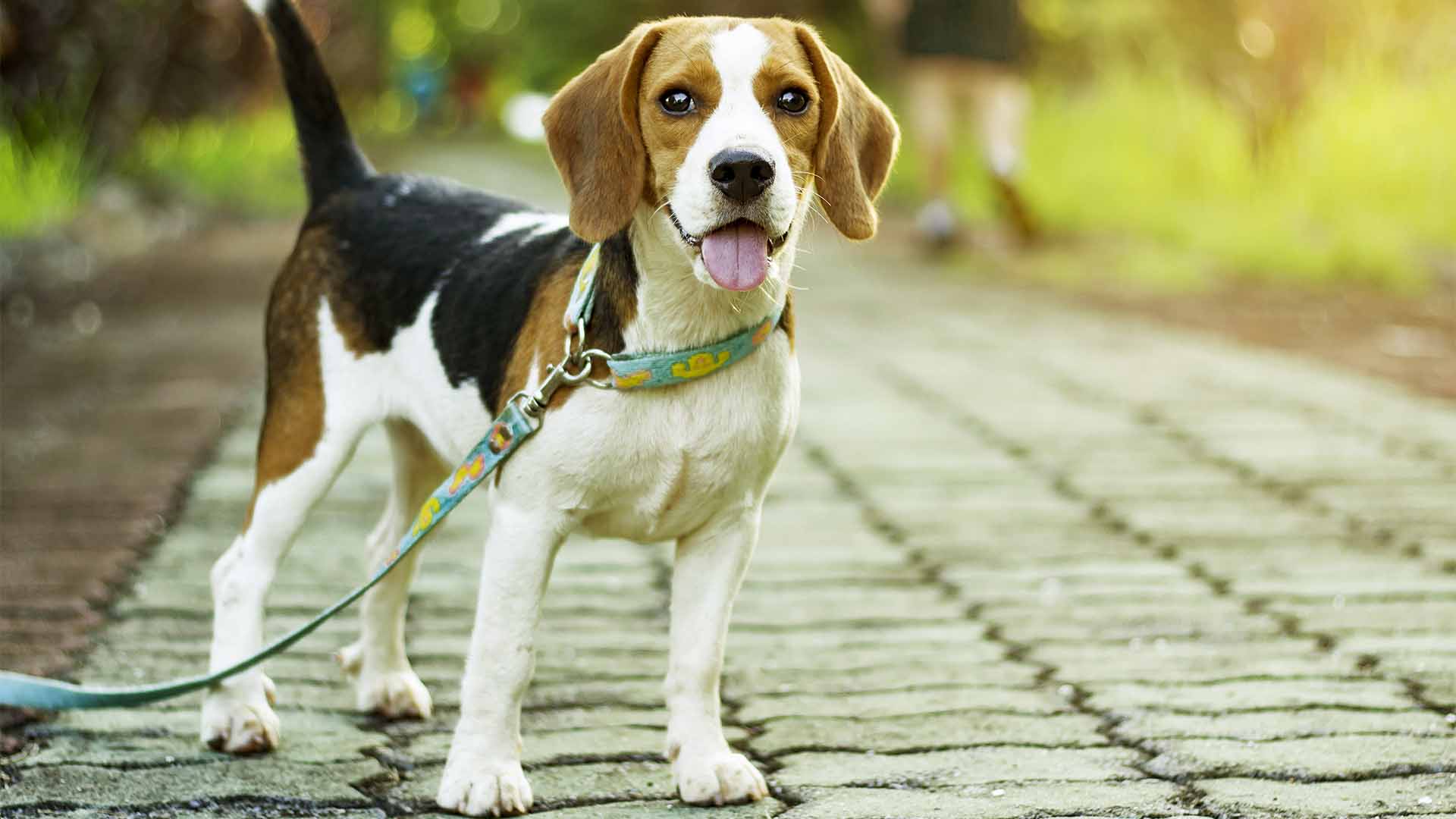 Il cane zoppica in passeggiata? Occupati delle articolazioni
