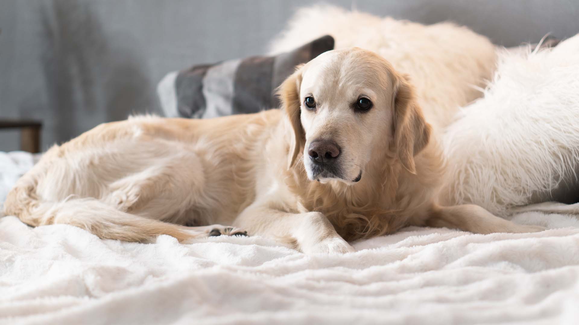 Il rimedio naturale per le articolazioni del cane