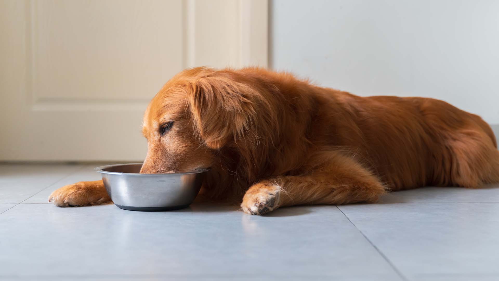 Le migliori crocchette per cani allergici ai cereali