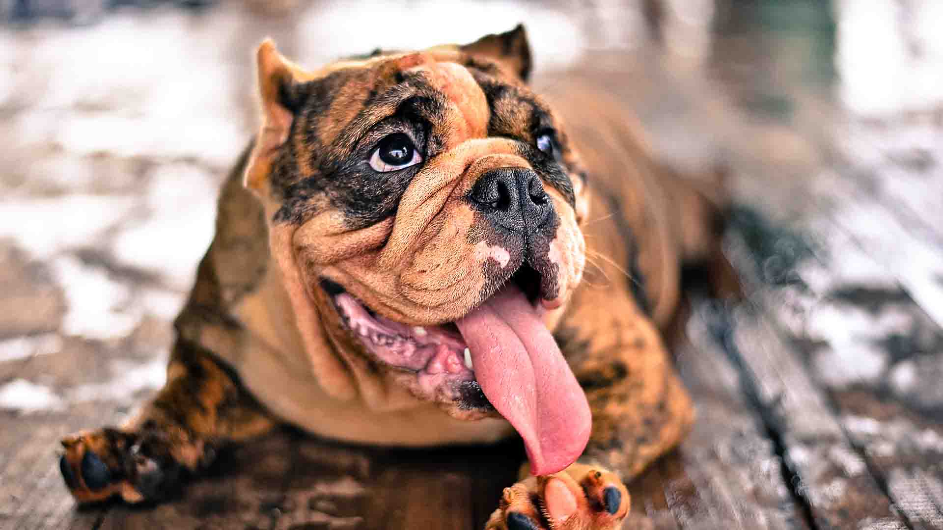 Quali sono le migliori crocchette per un cane obeso_