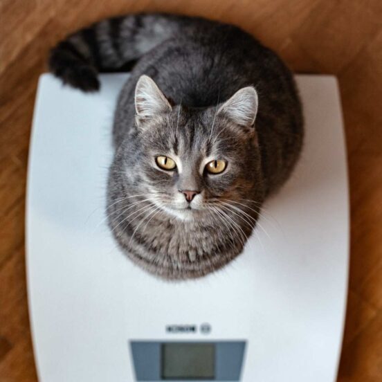 Come controllare il peso in un gatto sterilizzato?