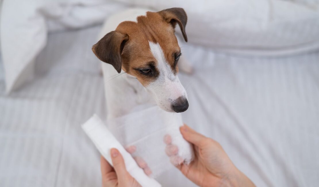 Come evitare infezioni nelle ferite degli animali da compagnia?