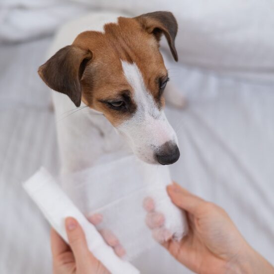 Come evitare infezioni nelle ferite degli animali da compagnia?